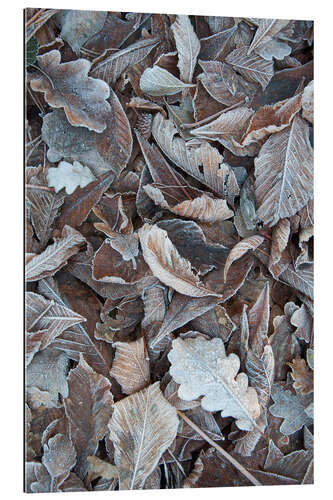 Galleriataulu Snow and icy leaves in the winter forest