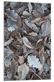 Galleritryk Snow and icy leaves in the winter forest