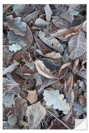 Naklejka na ścianę Snow and icy leaves in the winter forest