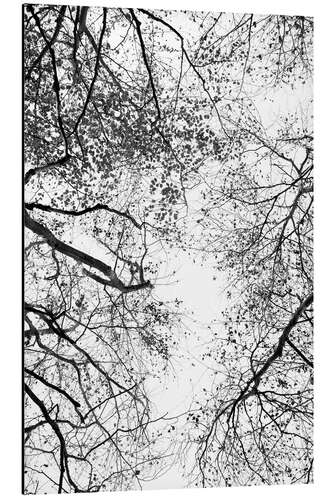 Quadro em alumínio Black branches in the white sky