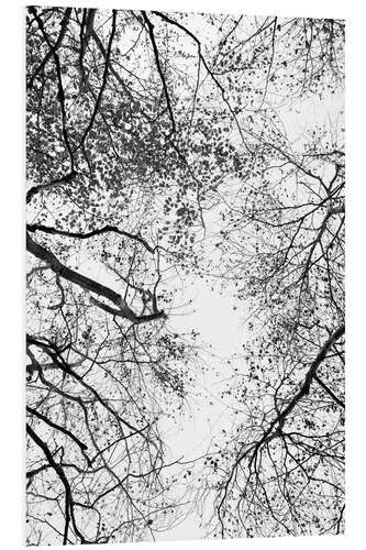 Foam board print Black branches in the white sky