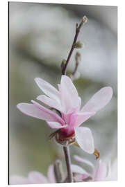 Tableau en aluminium Star magnolia