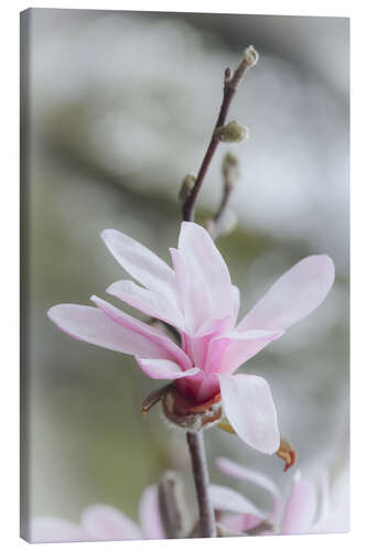 Canvas print Star magnolia