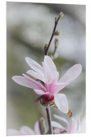 Quadro em PVC Star magnolia