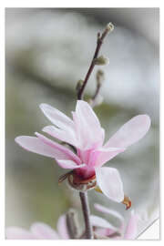 Sticker mural Star magnolia