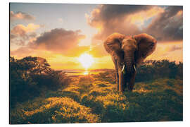 Aluminium print Elephant in the sunset