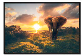 Gerahmter Kunstdruck Elefant im Sonnenuntergang
