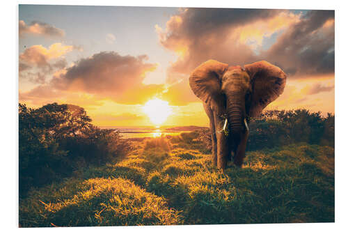 Foam board print Elephant in the sunset