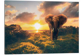 Gallery print Elephant in the sunset