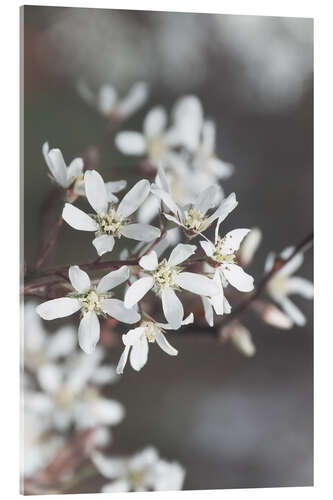 Obraz na szkle akrylowym Rock pear blossoms