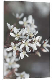 Cuadro de aluminio Rock pear blossoms