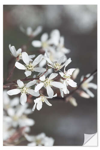 Naklejka na ścianę Rock pear blossoms