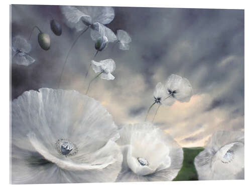 Acrylglas print Fluechtig - flower meadow with white poppy blossoms in the wind