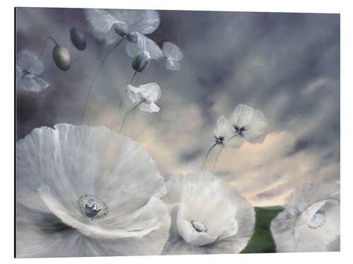 Aluminium print Fluechtig - flower meadow with white poppy blossoms in the wind