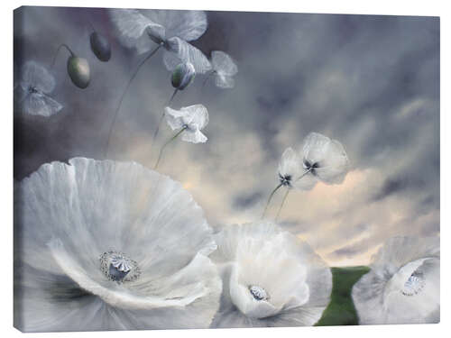 Obraz na płótnie Fluechtig - flower meadow with white poppy blossoms in the wind