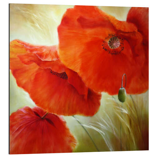 Quadro em alumínio Three red poppy flowers