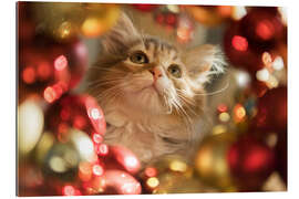 Gallery print Christmas kitten