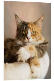 Foam board print Lying Maine Coon cat