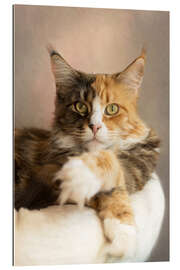 Gallery print Lying Maine Coon cat