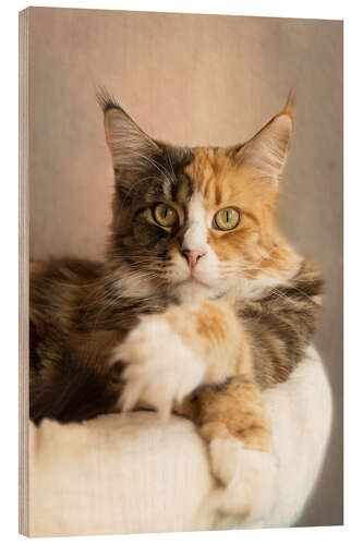 Cuadro de madera Lying Maine Coon cat