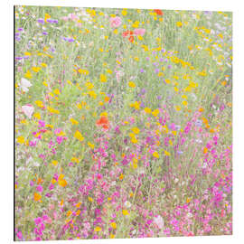 Aluminium print The wild flowers field