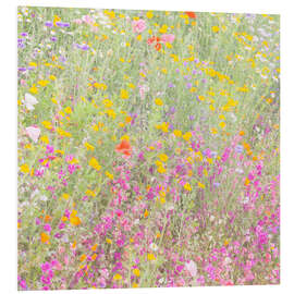 Foam board print The wild flowers field