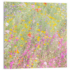 Gallery print The wild flowers field