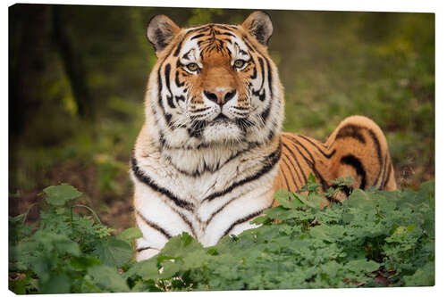 Canvas-taulu Eye of a tiger