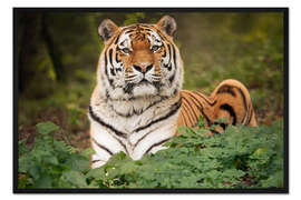 Gerahmter Kunstdruck Auge eines Tigers