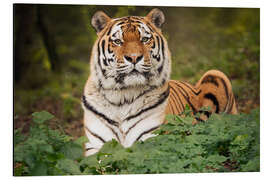 Magnettafel Auge eines Tigers