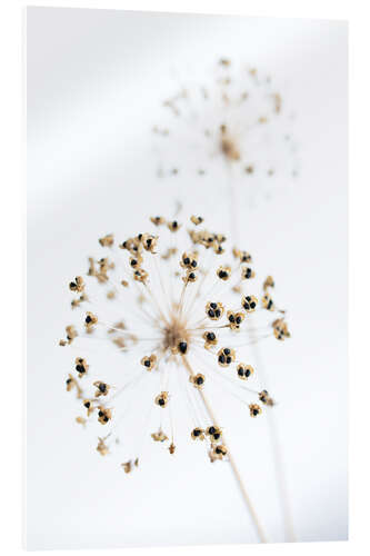 Tableau en verre acrylique Dried flowers II