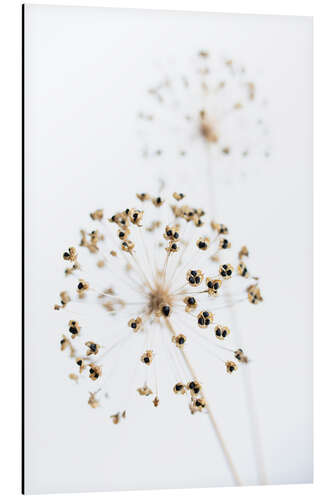 Obraz na aluminium Dried flowers II