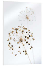 Gallery print Dried flowers II