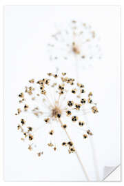 Vinilo para la pared Dried flowers II