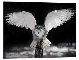 Magnettafel Die Schwingen