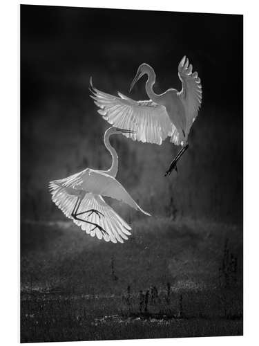 Foam board print Dance of the herons