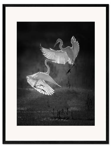 Framed art print Dance of the herons