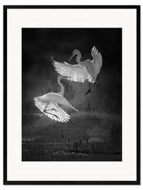 Framed art print Dance of the herons