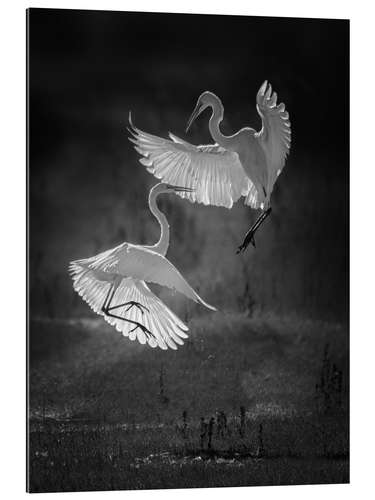 Gallery print Dance of the herons