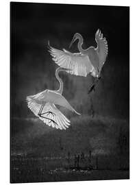 Magnettafel Tanz der Reiher