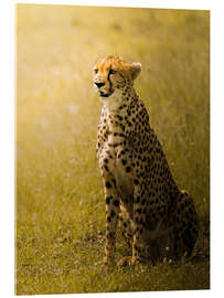 Akryylilasitaulu Cheetah