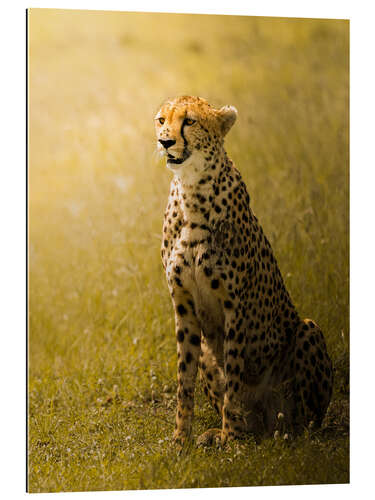 Gallery print Cheetah