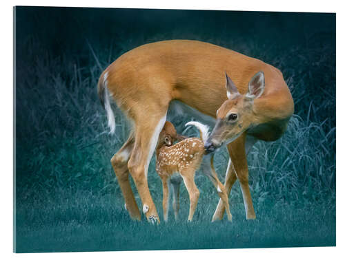 Acrylic print Deer with fawn