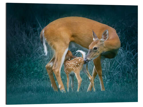 Tableau en aluminium Deer with fawn
