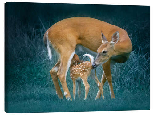 Canvas print Deer with fawn