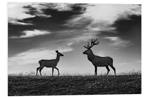 Tableau en PVC Deer and roe deer in a meadow