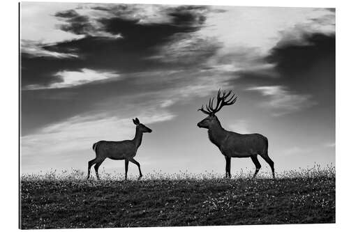 Tableau en plexi-alu Deer and roe deer in a meadow