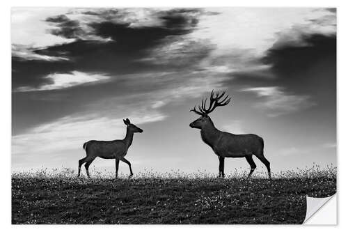 Sticker mural Deer and roe deer in a meadow