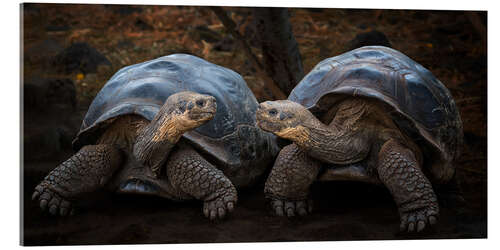 Acrylic print Portrait of two turtles