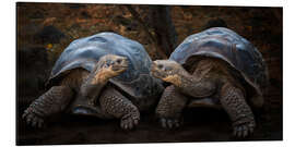 Quadro em alumínio Portrait of two turtles